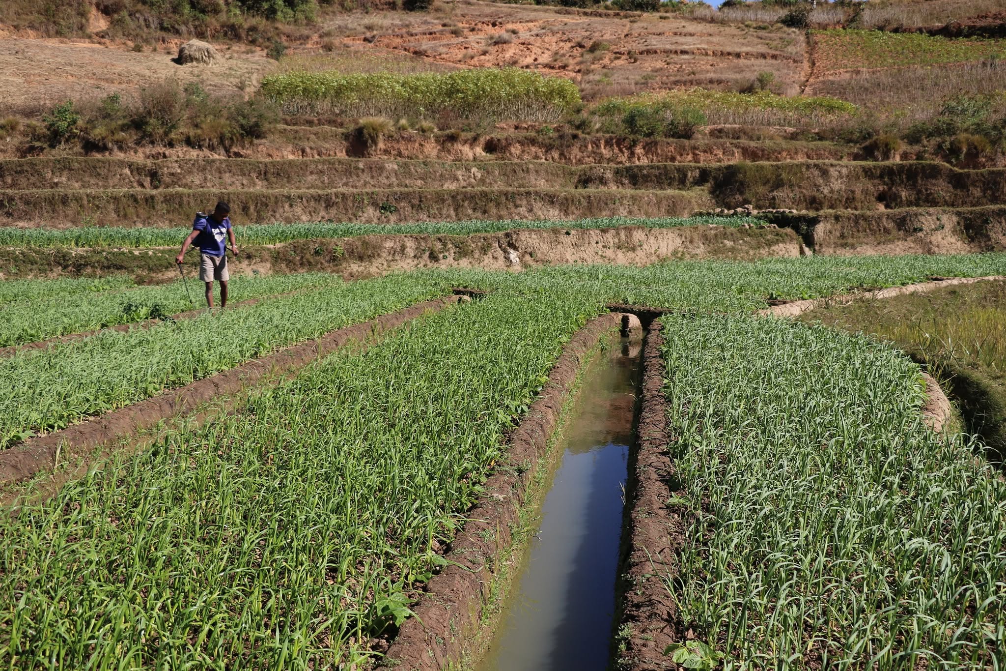 Culture maraîchère et canal d’irrigation au village d’Ambohibao Avaratra