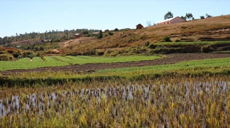 Parcelles agricoles dans un paysage des archives Sépolé